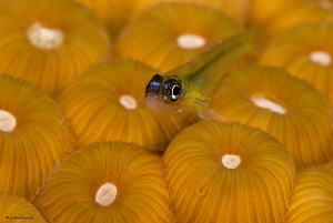 Mellow Yellow  "Peppermint Goby" by John Roach 